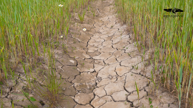 ayudas para terreno en sequía