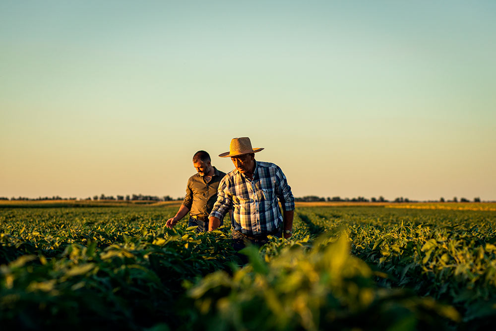 Campo de cultivo, agricultura sostenible