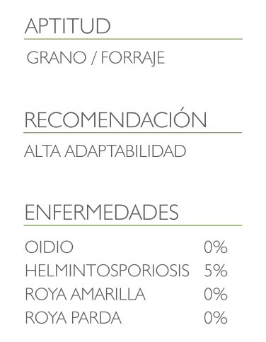 informacion adicional triticale tasmania