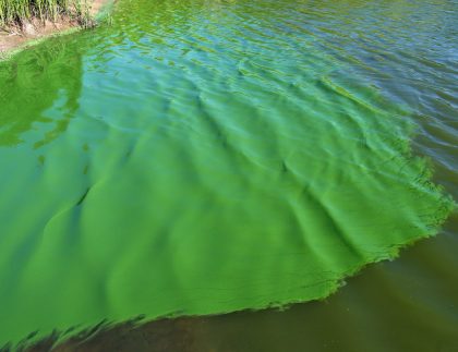 cianobacterias en el guadalquivir