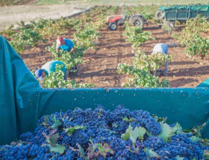 Imagen de campaña agrícola de uvas