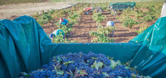 Imagen de campaña agrícola de uvas