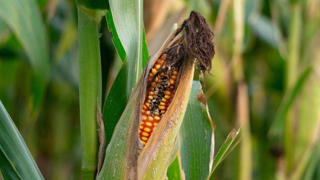 Imagen de plaga en cultivo de maiz.