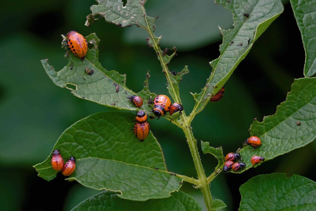 Imagen de plaga de insectos atacando a cultivo.