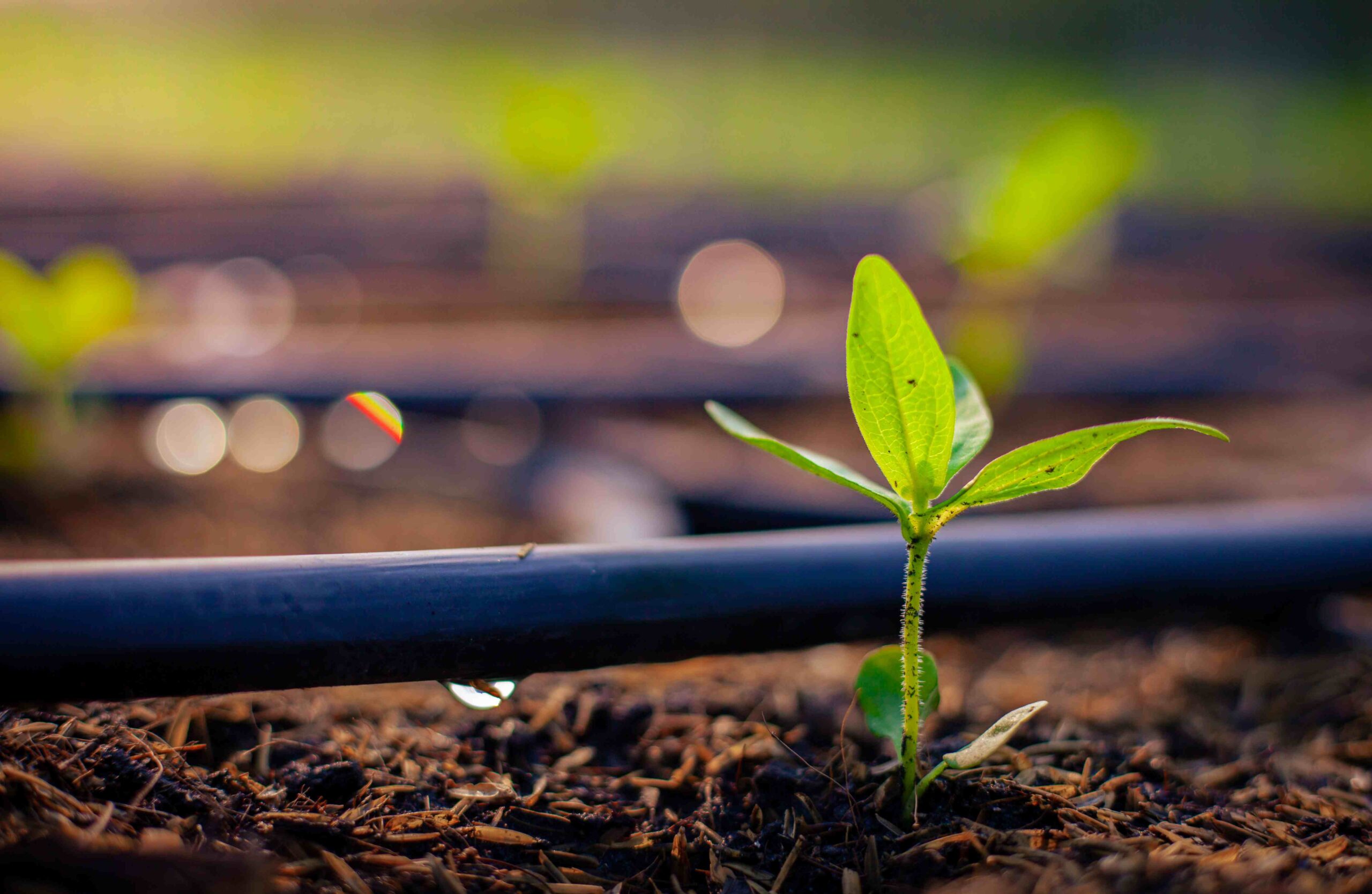 Imagen de riego por goteo en cultivo