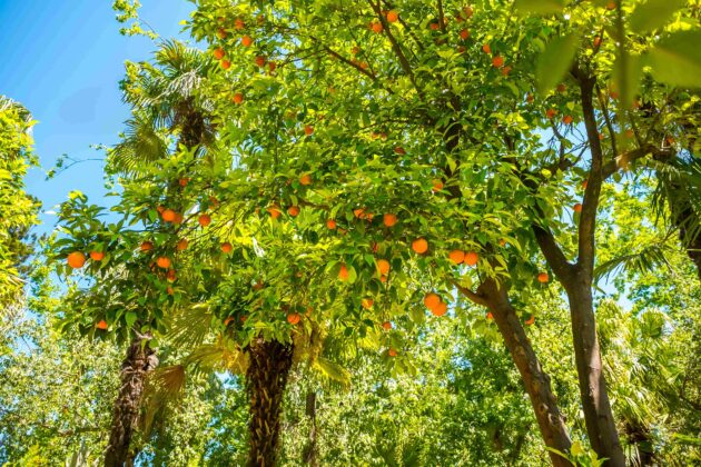 Llegada de la primavera a Sevilla, clave para la agricultura