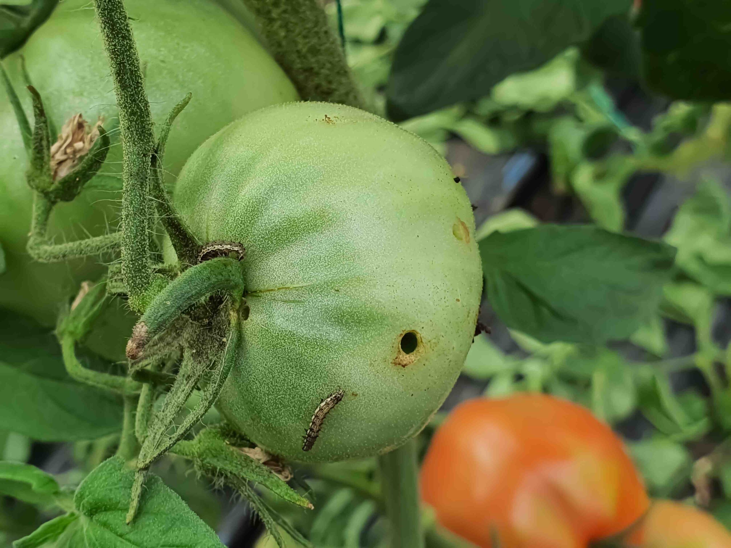 Imagen de oruga en cultivo