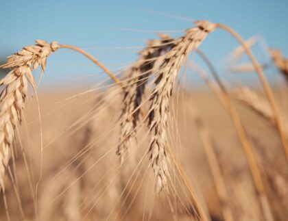 Imagen de cosecha, humedad del grano
