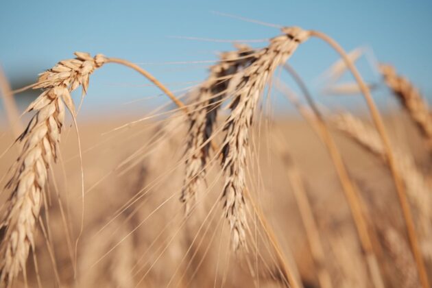 Imagen de cosecha, humedad del grano