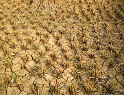 Imagen de suelo agrícola