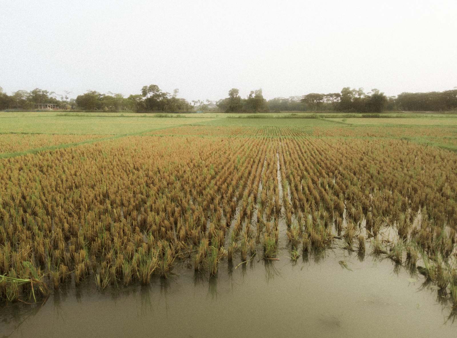 (Cultivo y exceso de agua por lluvia después de una sequía) 